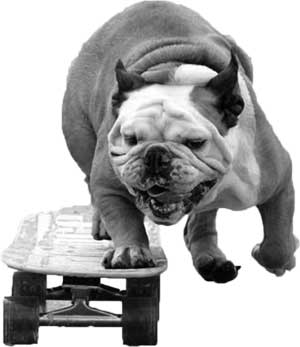 Mad Dog Brewery Events - Picture of Tillman