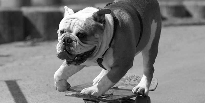 Mad Dog Brewery - Tillman the Skateboarding Bulldog Image