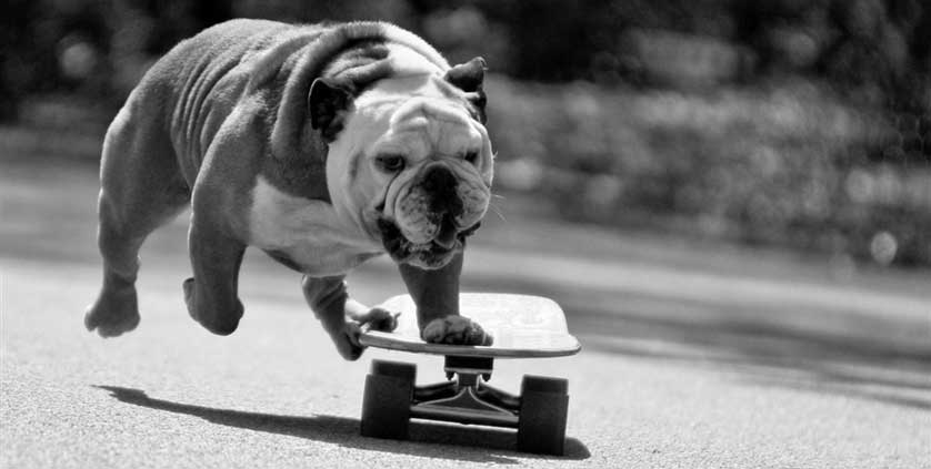 Mad Dog Brewery - Tillman the Skateboarding Bulldog Image
